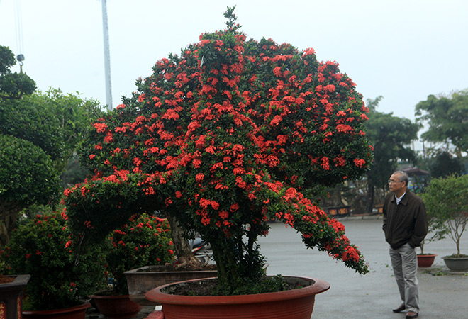 Chiêm ngưỡng 2 cặp kiểng khủng hình linh vật vừa về đến Hà Nội